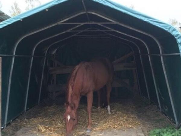 Abris pour élevage de chevaux