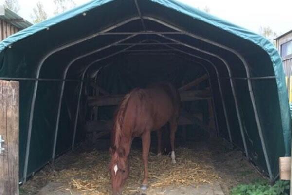 Logement d'élevage pour chevaux